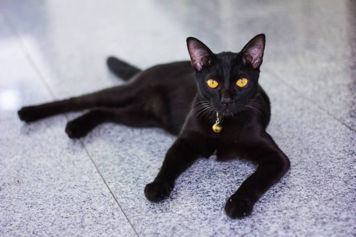 giấc mộng nằm mơ thấy mèo đen có ý nghĩa gì – đánh số chuẩn nhất