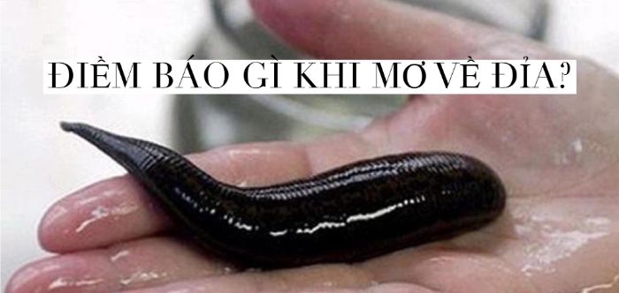 mo-thay-dia-can-danh-so-gi-7-1 Mơ đỉa cắn đánh con gì còn tùy thuộc nhiều vào từng ngữ cảnh của cơn mộng