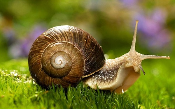 mơ thấy ốc đánh con gì? giải mã bí ẩn giấc mơ thấy ốc
